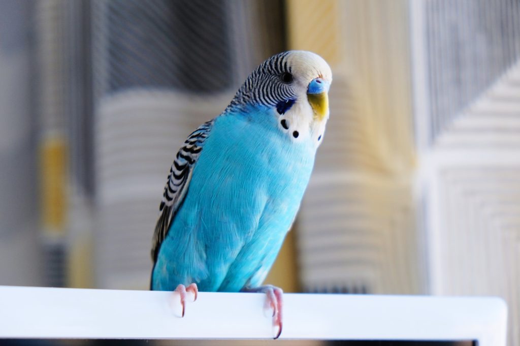 Photo by Elizabeth R. blue and white parakeet