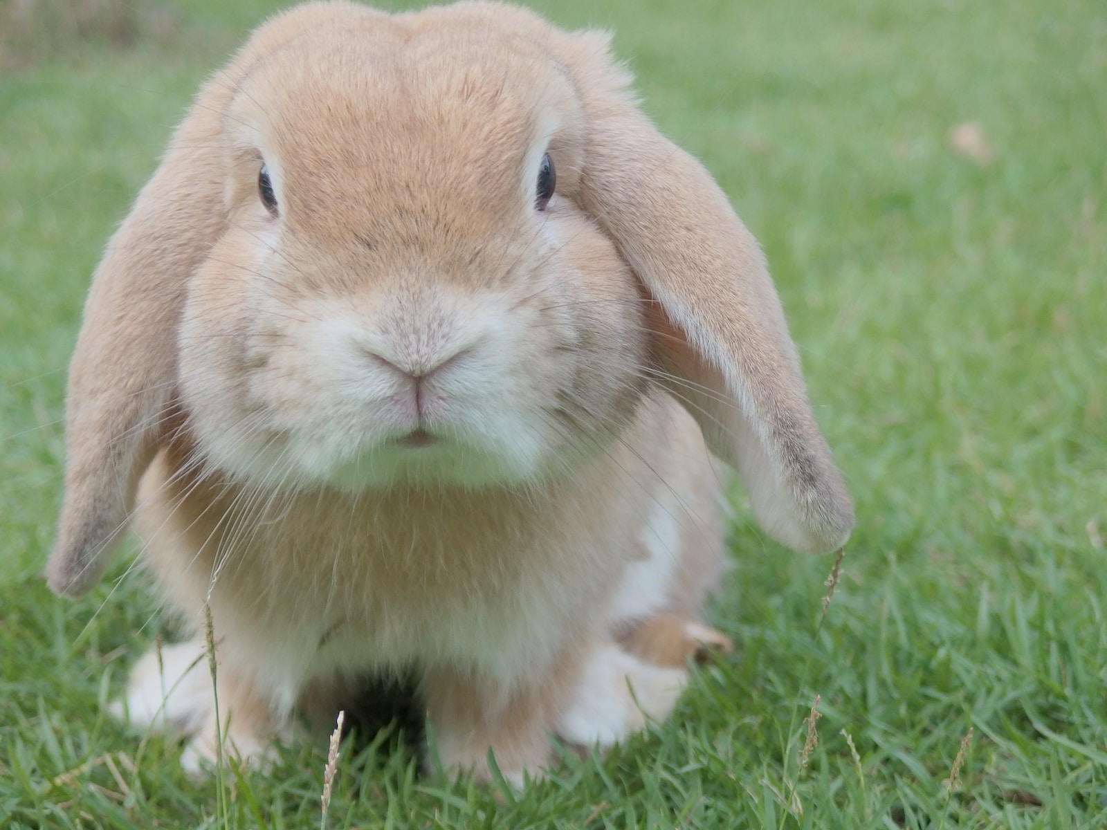 Photo by Waranya Mooldee brown rabbit