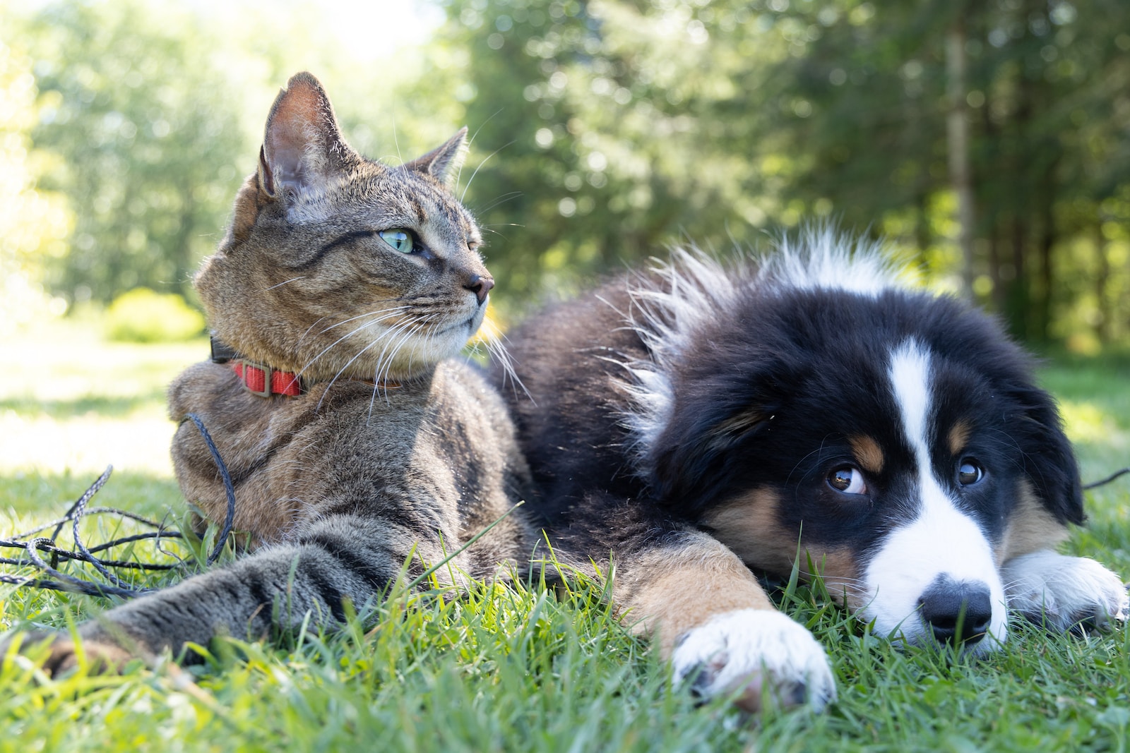 Photo by Andrew S a dog and a cat laying in the grass