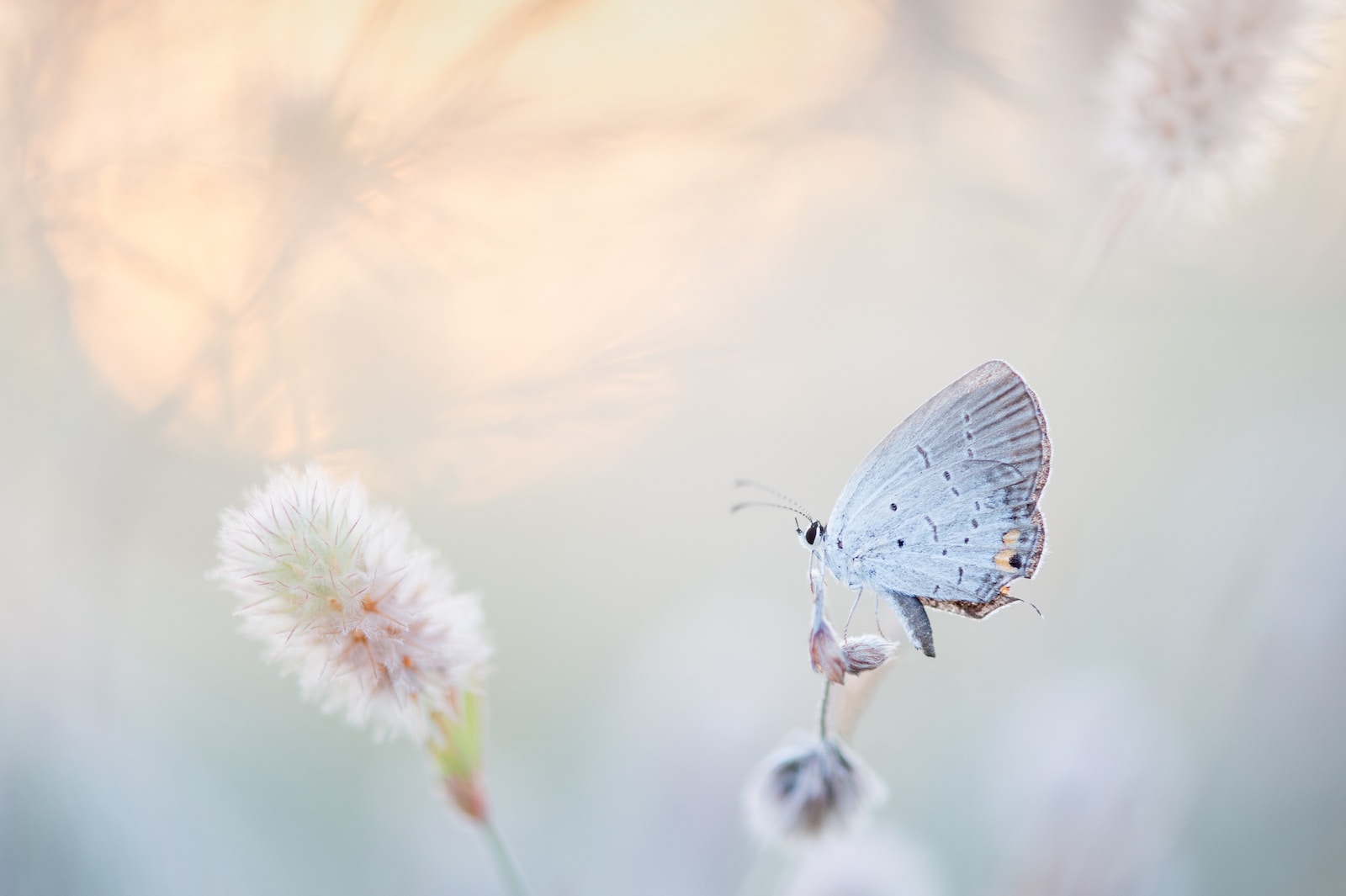 Photo by Ray Hennessy butterfly perched on petaled flower