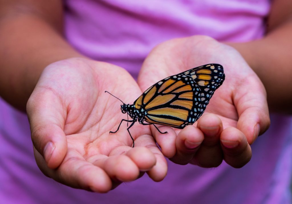 Photo by David Clode person holding yellow and black butterfly