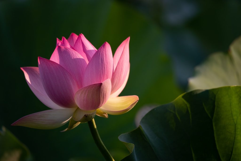 Photo by michael joiner close-up photography of pink petaled flower