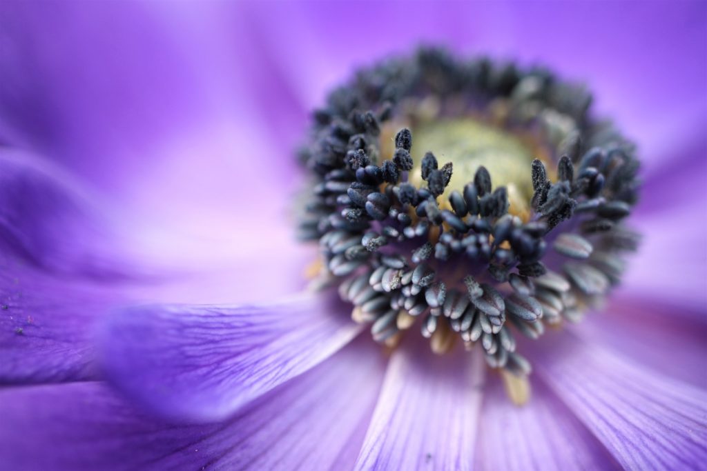 Photo by Siora Photography shallow focus photo of purple flowers