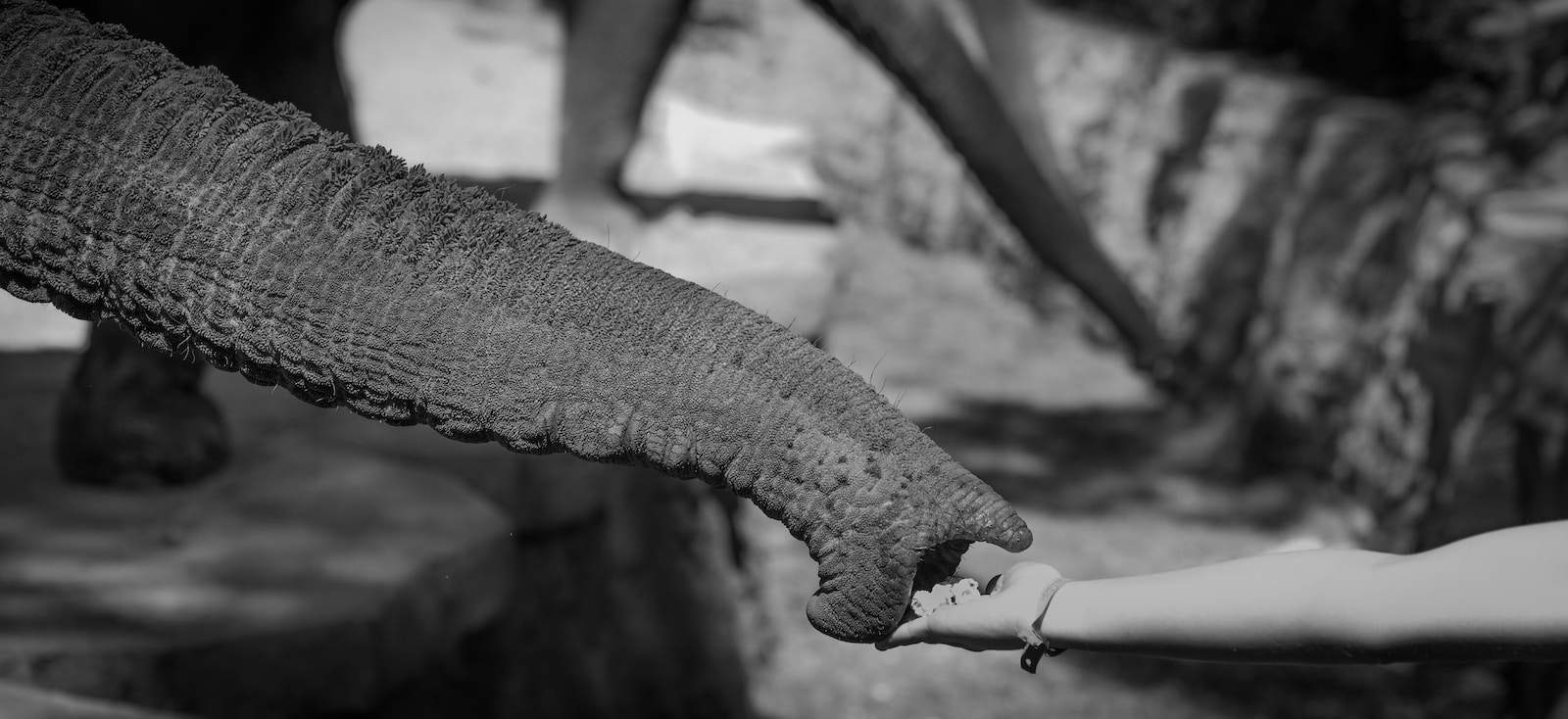 Photo by Karim MANJRA black and white photograph of elephant tusk holding person's hand